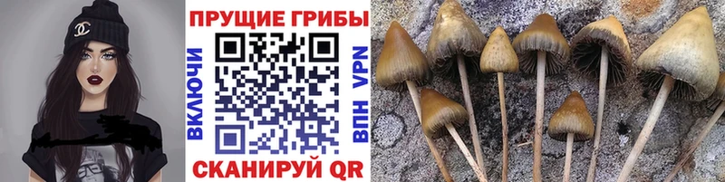 Галлюциногенные грибы Cubensis  Евпатория 